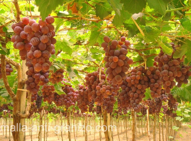 Malla anti granizo para protección en cultivos de uvas