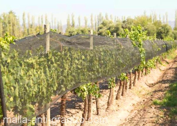 Malla anti granizo en viñedos